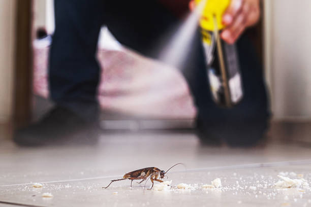 Best Flea Control Services  in Stanhope, NJ