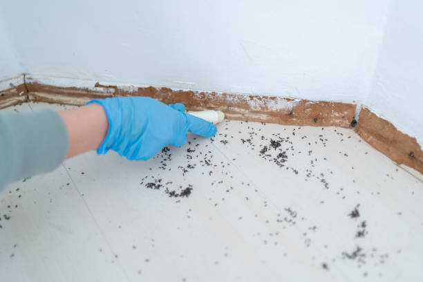 Best Local Pest Control Services  in Stanhope, NJ